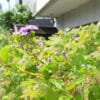 ニオイバンマツリの花　芳香が強いので庭の外