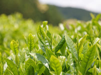 お茶の葉イメージ