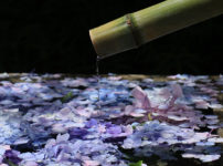 紫陽花と花手水