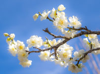 梅の花イメージ