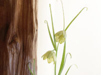 貝母百合（バイモユリ）　