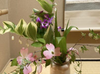 ハナミズキ、シラン、？（名前が不明）　コデマリ