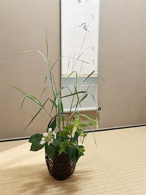 斑入りススキの葉、ガクアジサイ