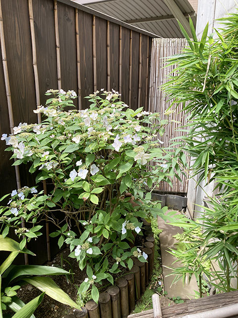 涵養庵 庭イメージ