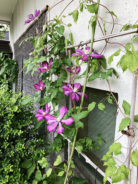 涵養庵 庭イメージ