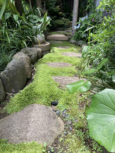 涵養庵 5月の茶庭