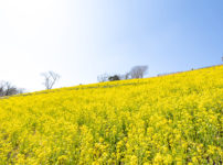 千葉マザー牧場菜の花畑