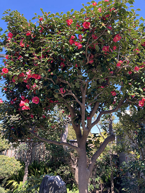 富津荘　椿の様子